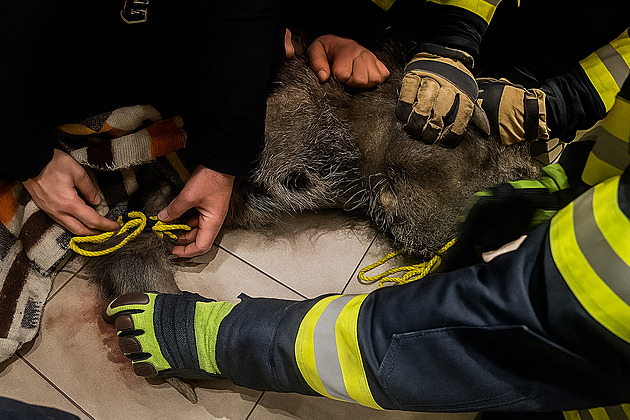Pozor, divočák! Do drogerie vběhl kanec a kličkoval mezi regály, lidé se schovávali