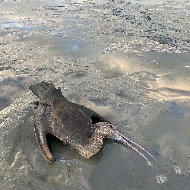 Vzácní ibisi se vrátili do Česka. Dva z nich ale někdo zastřelil
