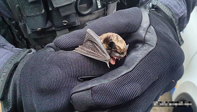 Netopýr se v nemocnici usídlil u stropu, odchytil ho dvoumetrový strážník