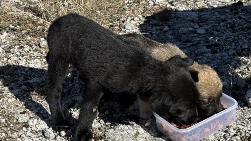 Arménie: nádherná země, kde o osudu toulavých zvířat rozhoduje především lidská laskavost