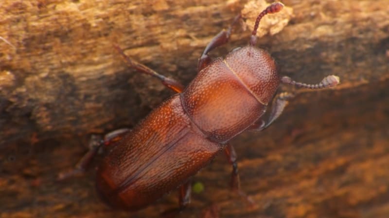 Na Soutoku vědci objevili vzácného brouka, živí se kůrovcem. Macinka chtěl CHKO zrušit