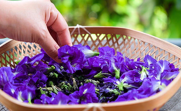 Byznys z modrých kvítků láká Indii. Vsadila na pěstování speciální byliny