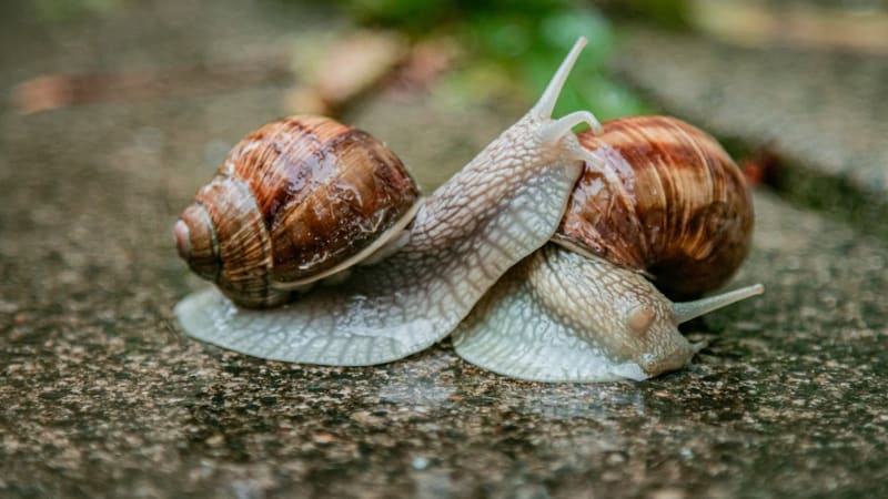 Tichý zabiják psích mazlíčků: „Plicní červ“ zvíře paralyzuje, může napadnout i lidský mozek